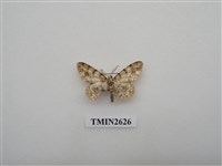 藏品(尺蛾147)的圖片